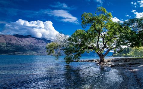 new zealand pictures city|3,000+ Free New Zealand & Nature Images .